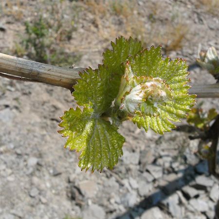 Weinhotel Hubertus Garni 클로텐 외부 사진
